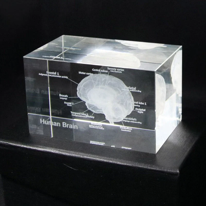 3D Human Anatomical Model Brain