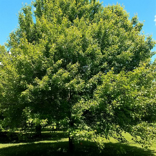 Red Sunset® Maple Tree