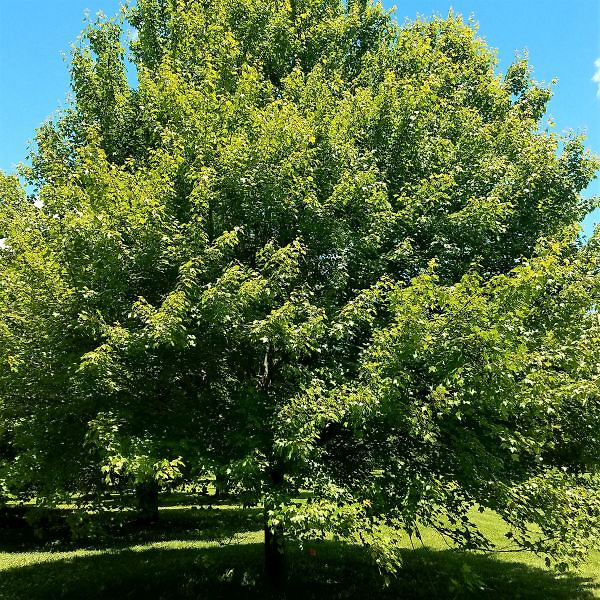 Red Sunset® Maple Tree