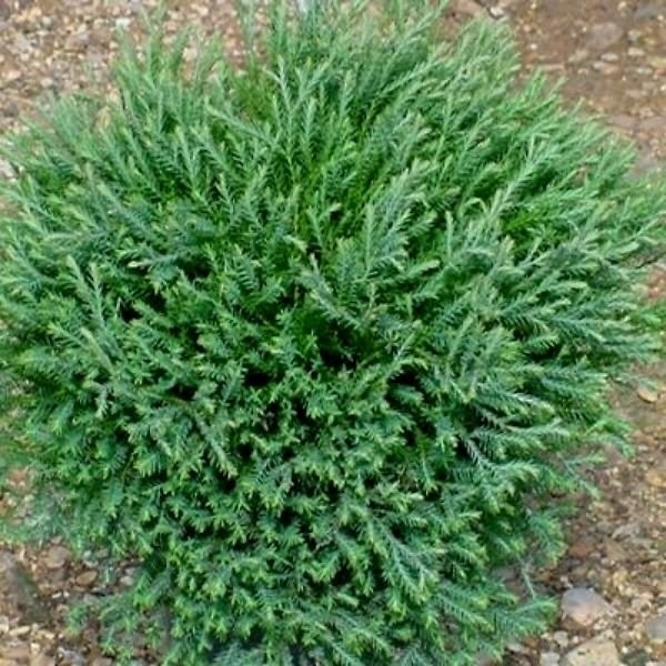 Mr. Bowling Ball® Arborvitae