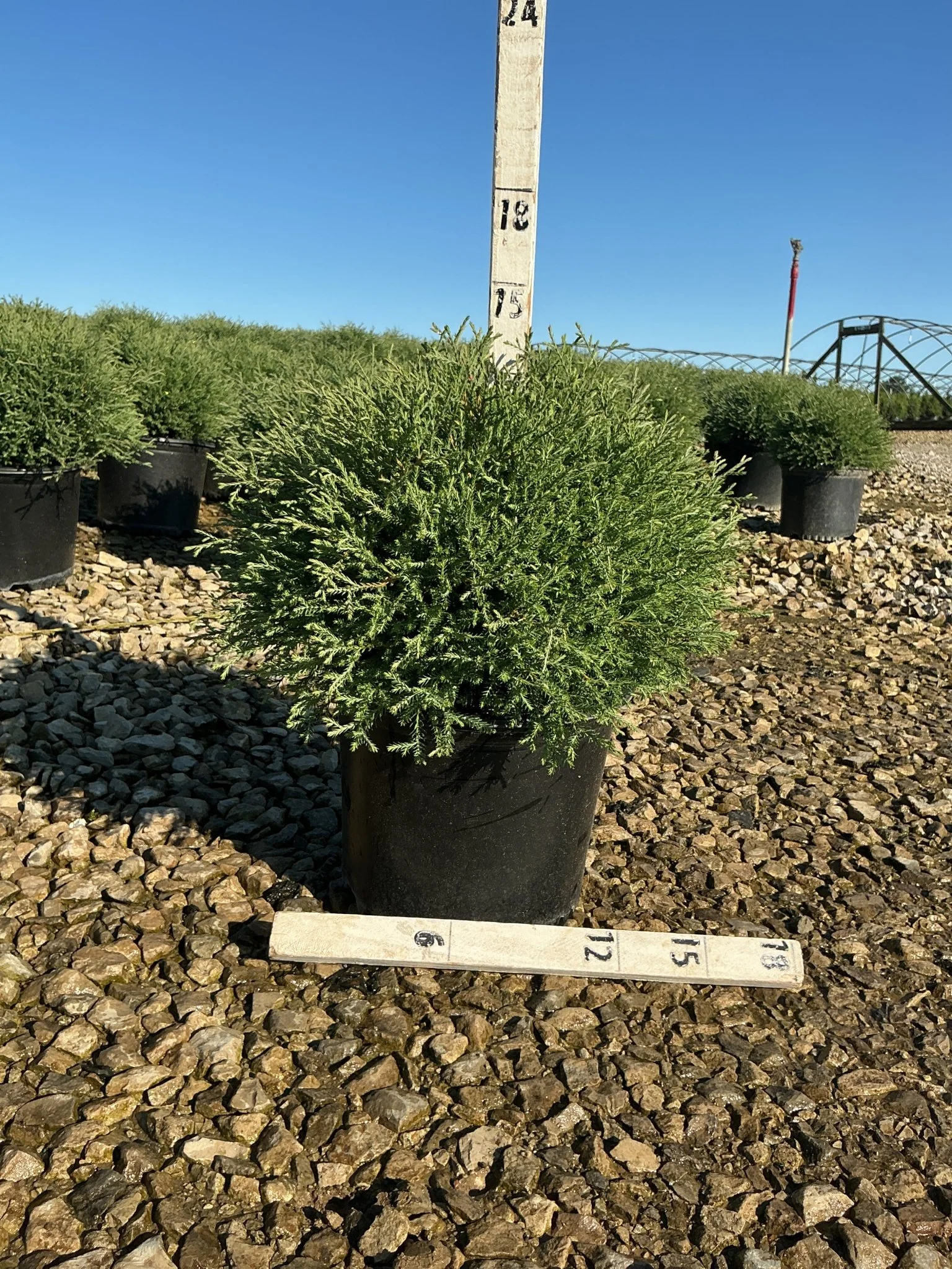 Mr. Bowling Ball® Arborvitae