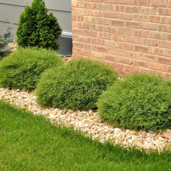 Mr. Bowling Ball® Arborvitae