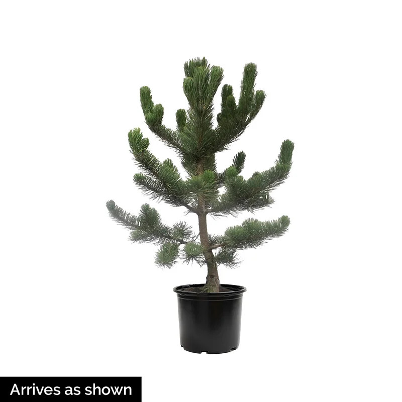 Algonquin Pillar Swiss Stone Pine