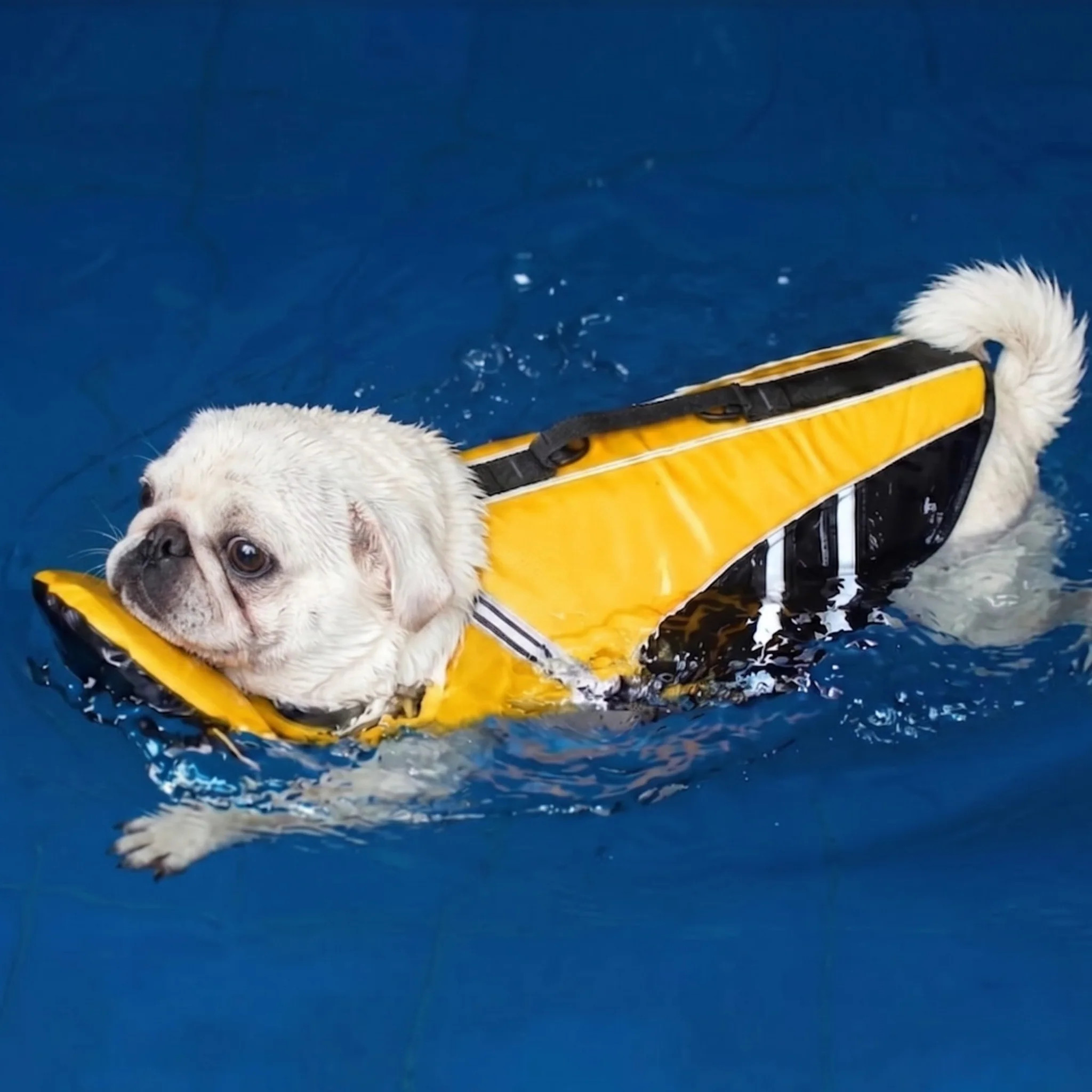 Komavic Dog Life Jacket