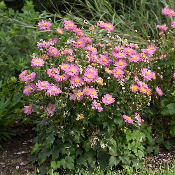 Curtain Call Pink Japanese Anemone