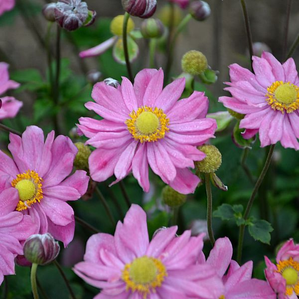 Curtain Call Pink Japanese Anemone