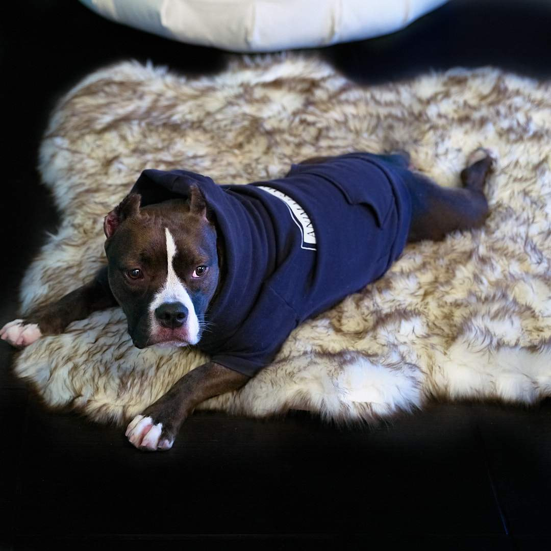 Companion Hoodie