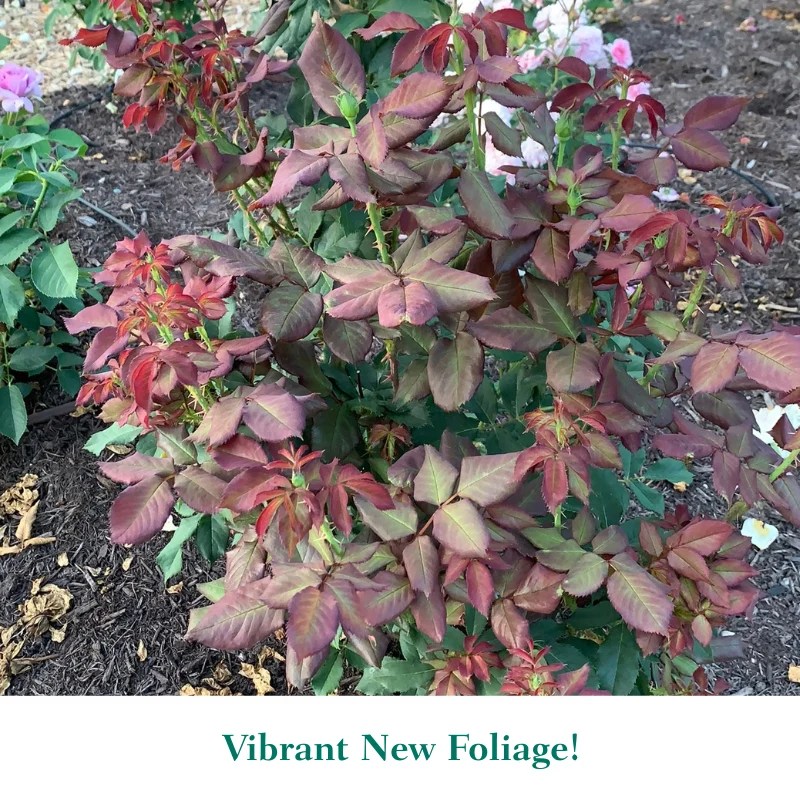 About Face® Grandiflora Rose