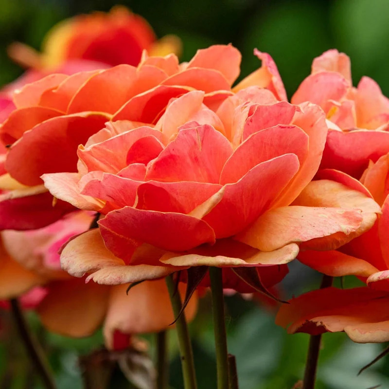About Face® Grandiflora Rose