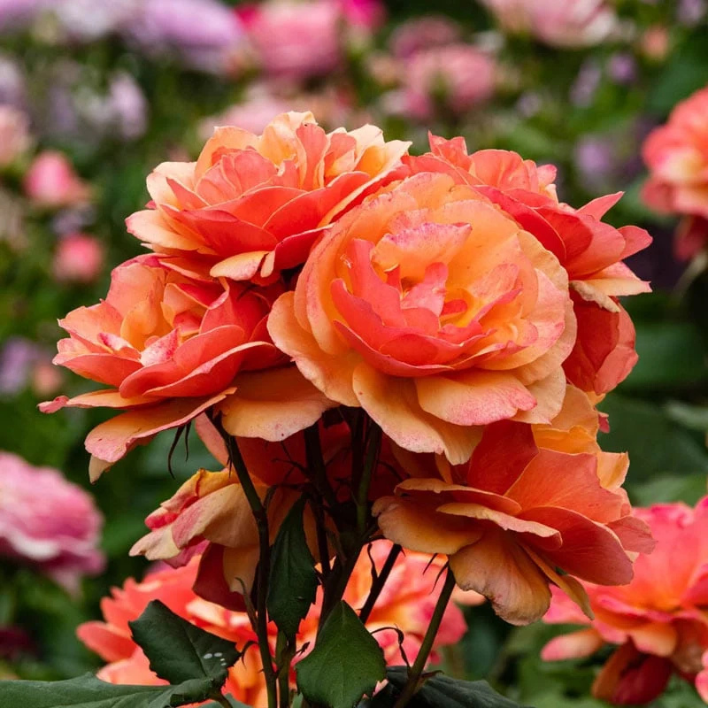 About Face® Grandiflora Rose