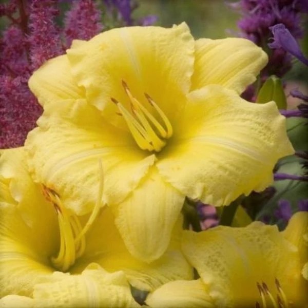 Rainbow Rhythm® Going Bananas Daylily