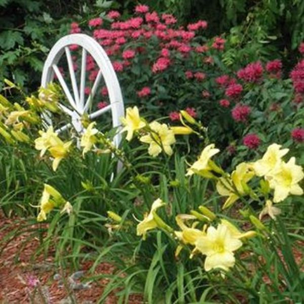 Rainbow Rhythm® Going Bananas Daylily