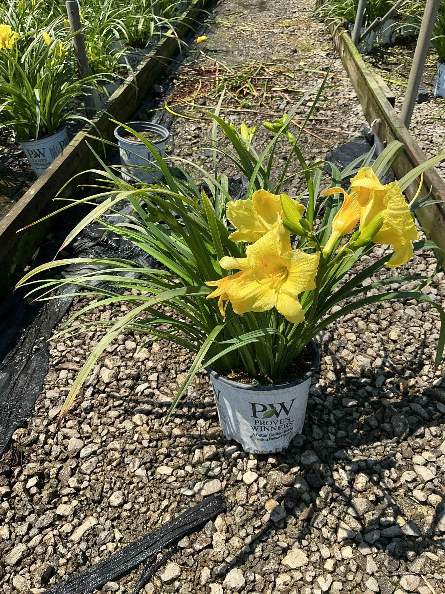 Rainbow Rhythm® Going Bananas Daylily