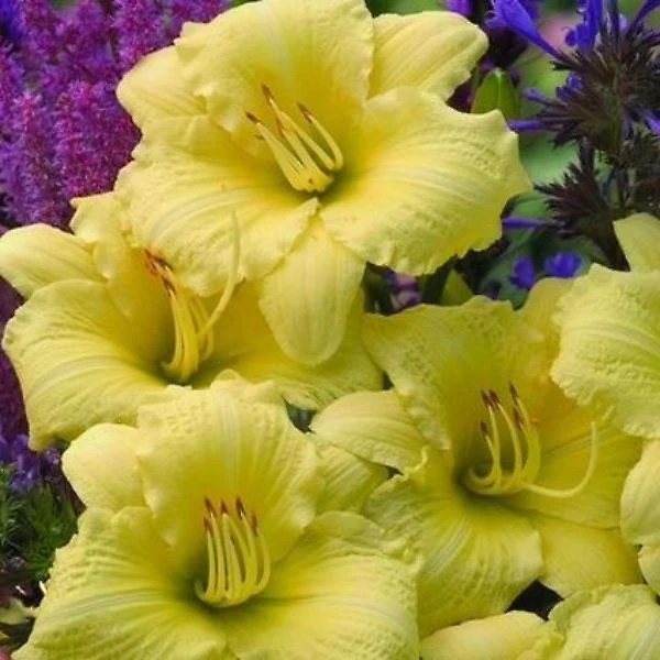 Rainbow Rhythm® Going Bananas Daylily