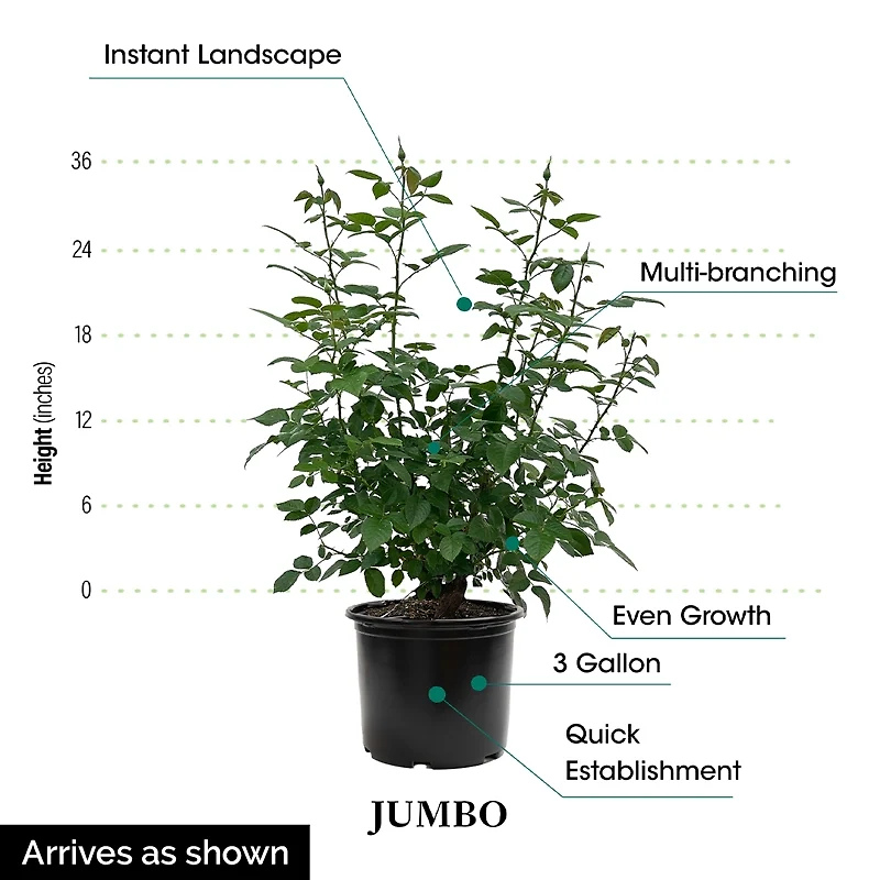 Above All™ Climbing Rose