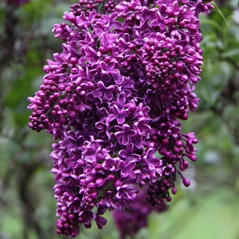 Albert F Holden Lilac Hedge