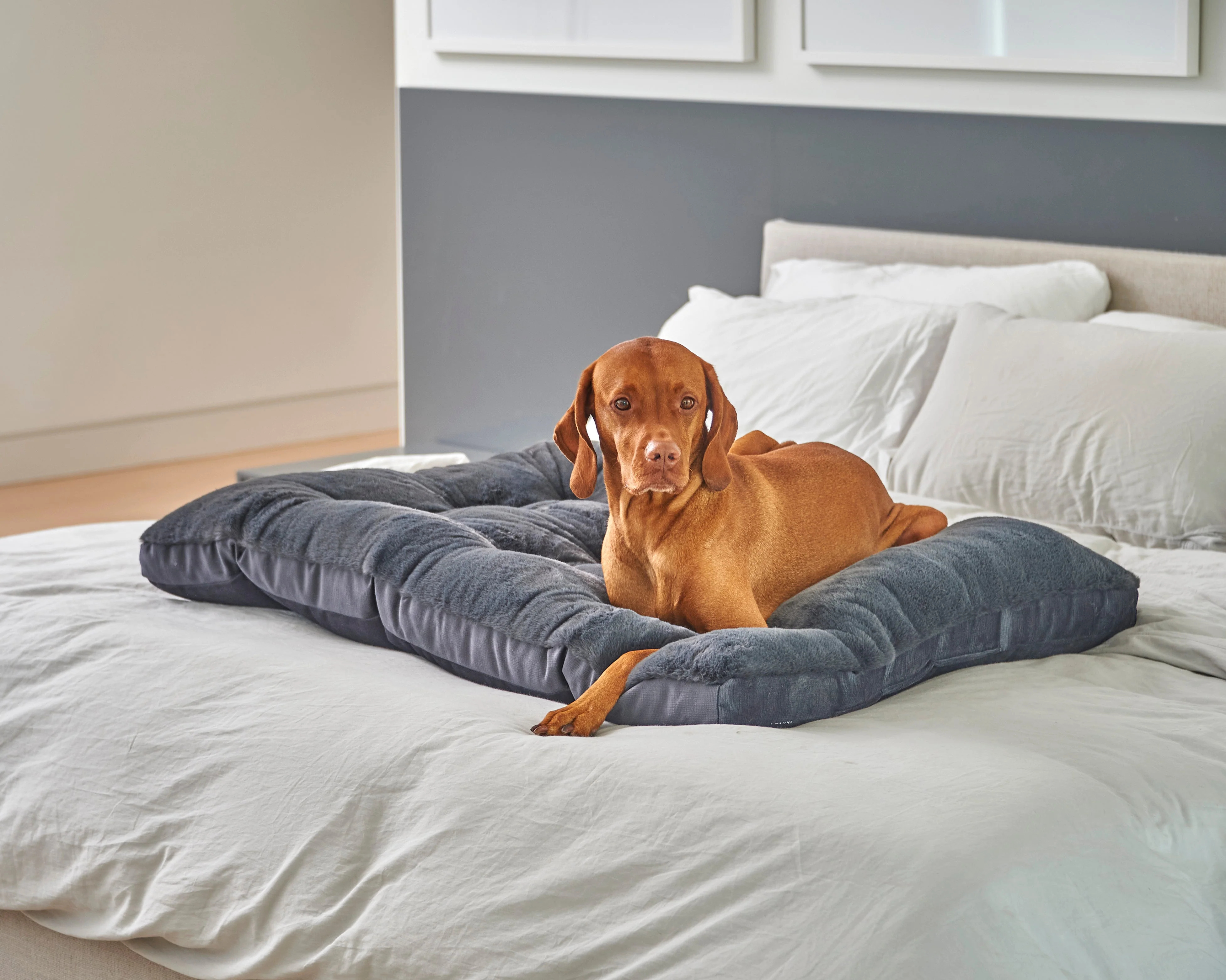 Dream Futon