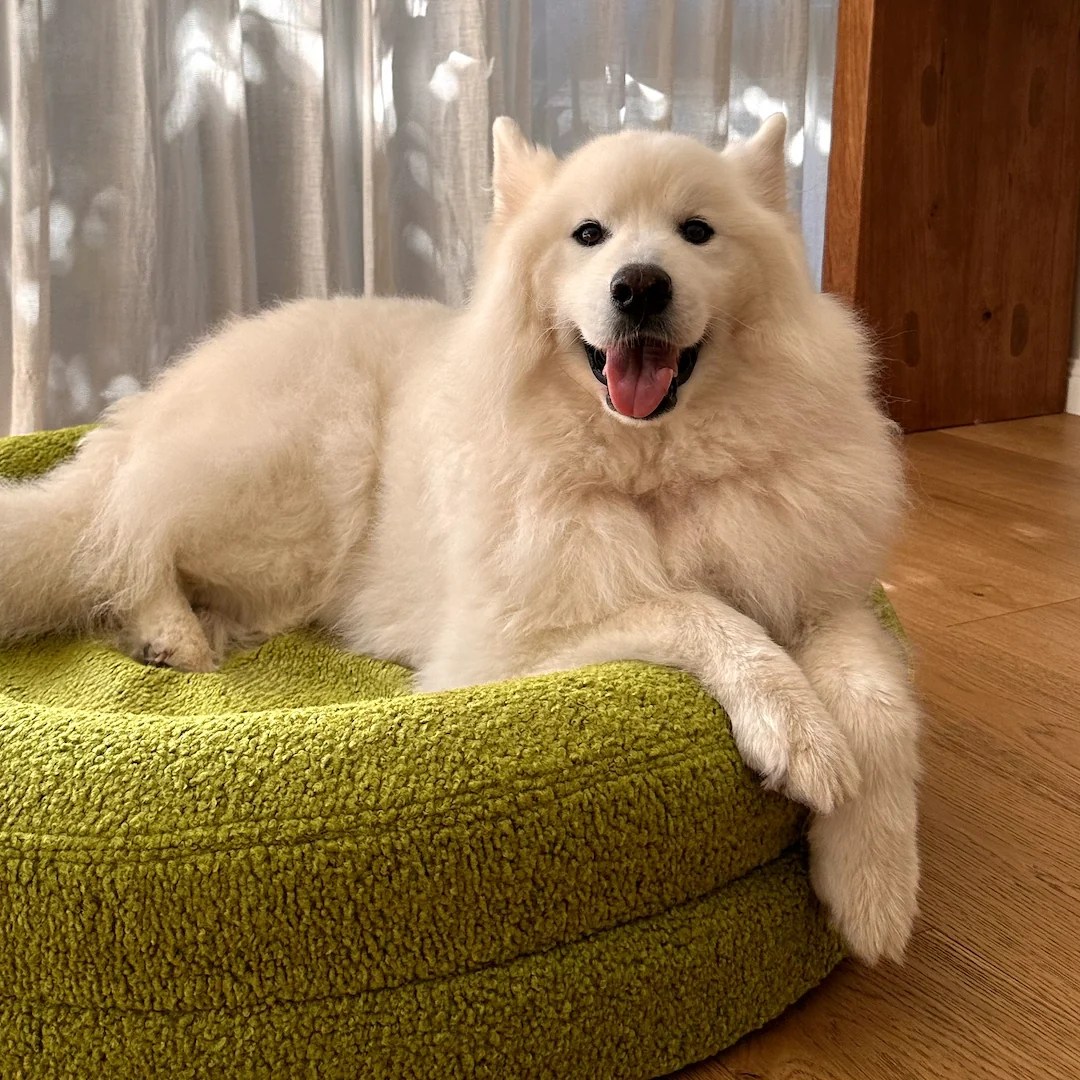 BarneyCurl Bed