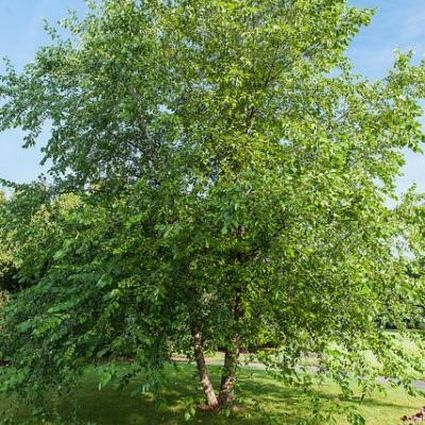 Paper Birch Tree
