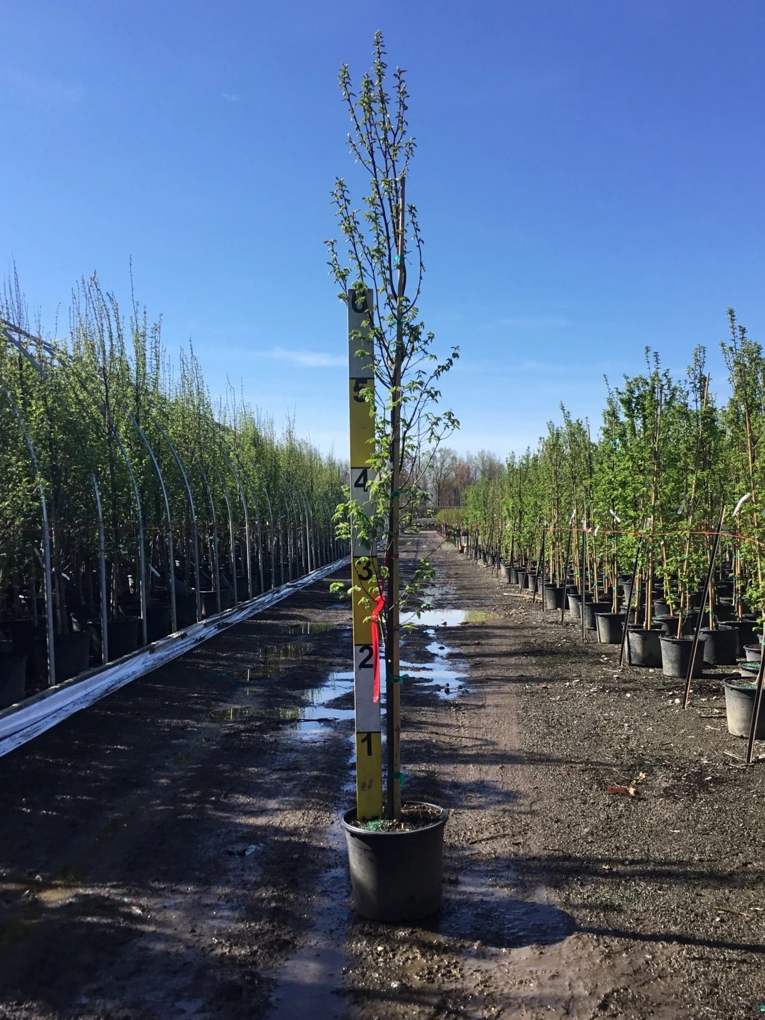 Pinocchio European Hornbeam