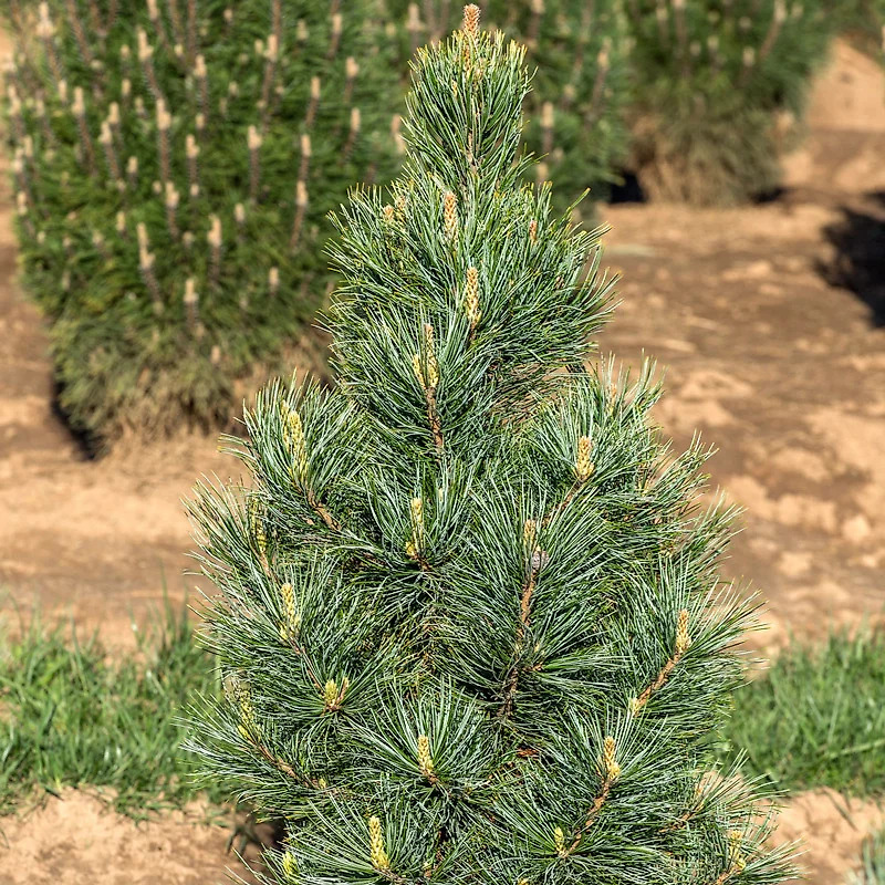 Algonquin Pillar Swiss Stone Pine