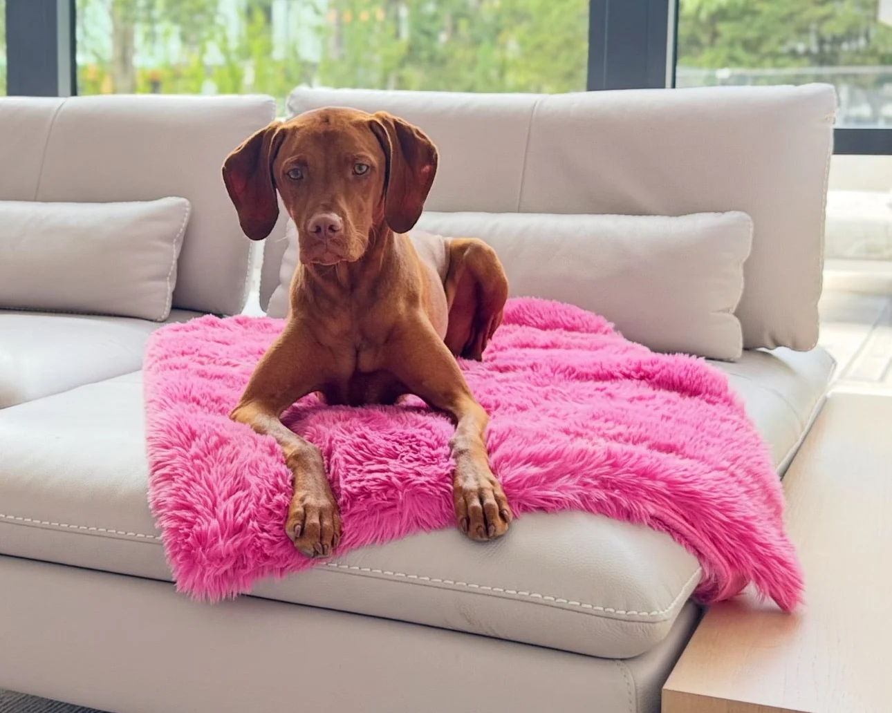 Blanket Topper