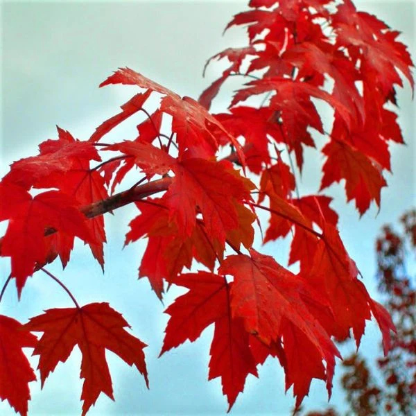Autumn Blaze® Maple Tree