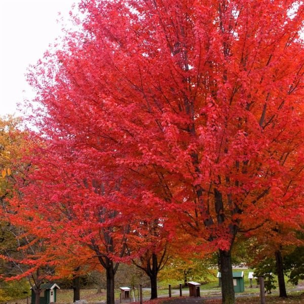 Autumn Blaze® Maple Tree