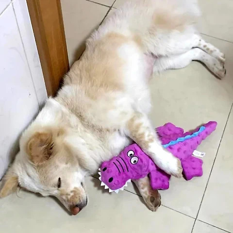Squeaky crocodile plush for aggressive chewers π
