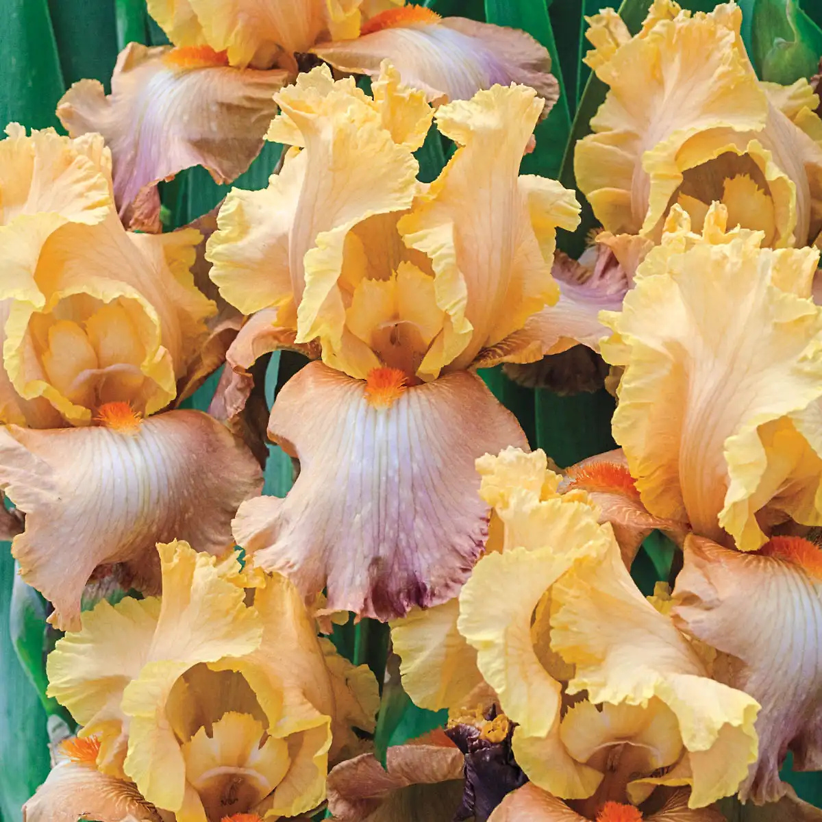Adobe Sands Bearded Iris