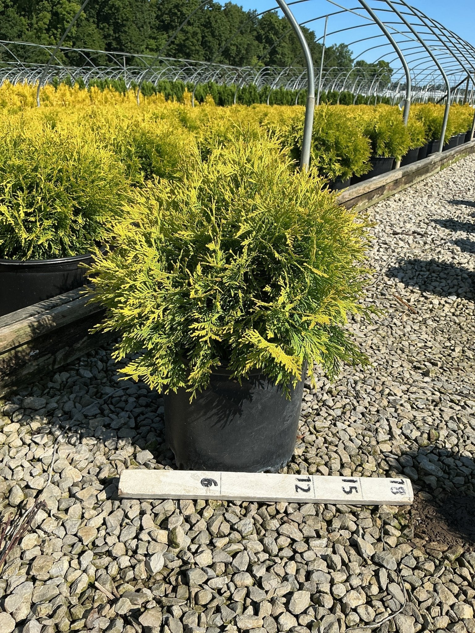 Golden Globe Arborvitae