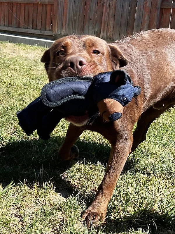Indestructible & Interactive Bear Dog Toys For Heavy Chewers