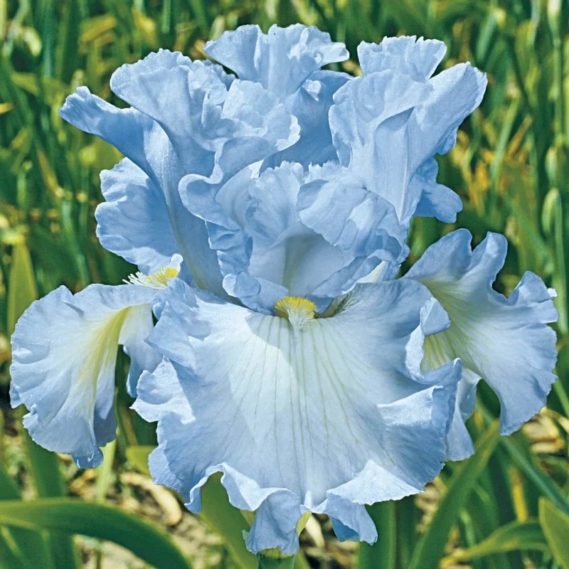 Absolute Treasure Bearded Iris