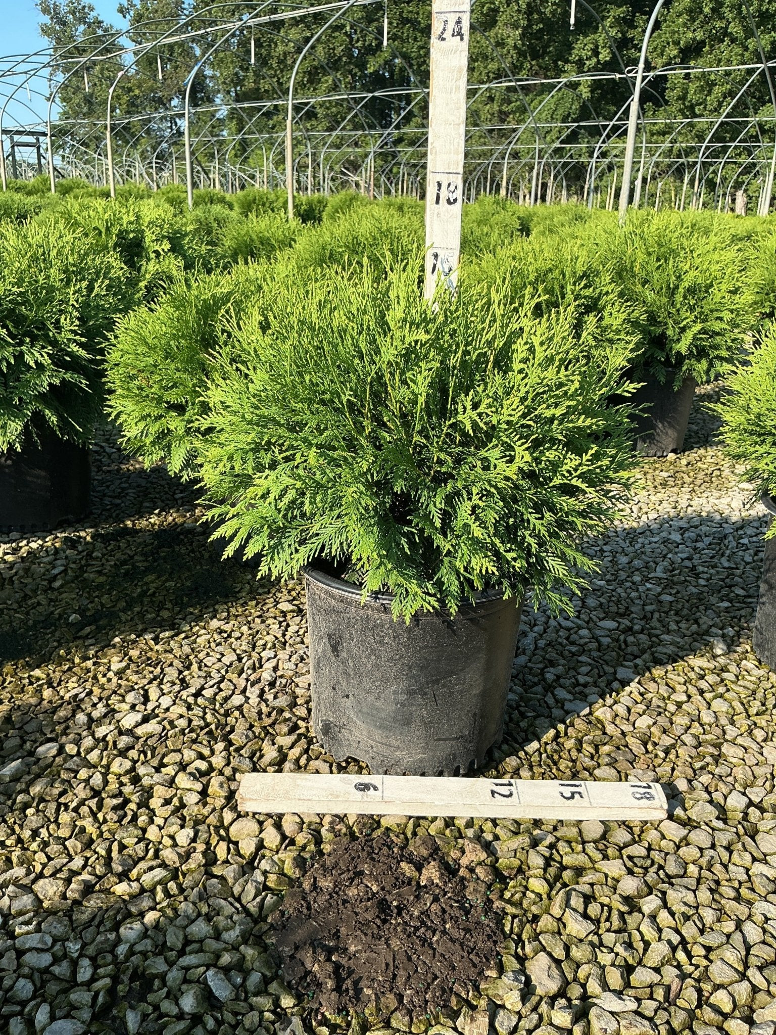 Woodward Arborvitae