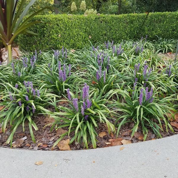 Big Blue Liriope