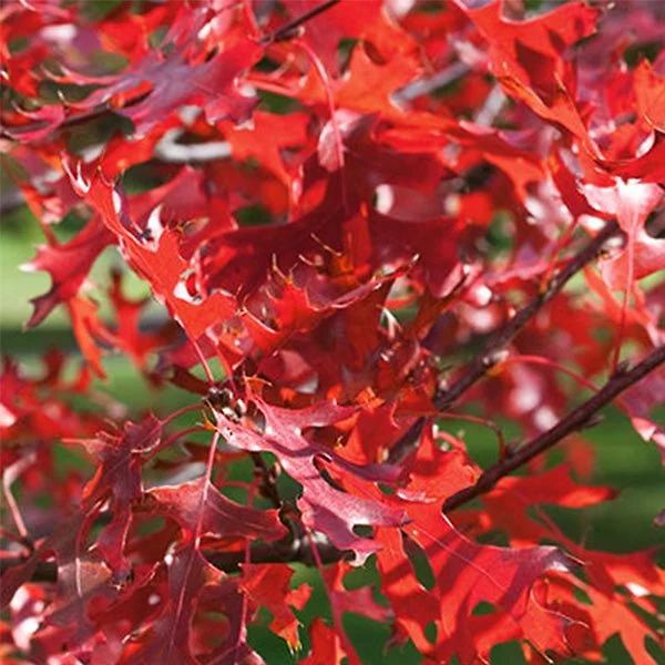 Northern Pin Oak Tree