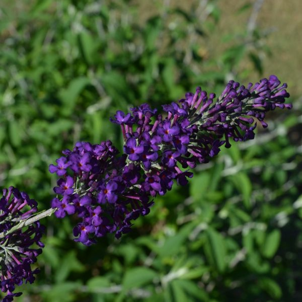 Groovy Grape™ Butterfly Bush