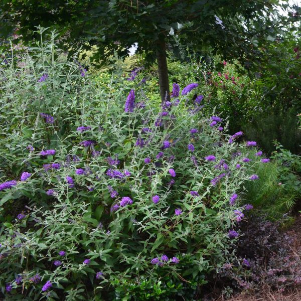 Groovy Grape™ Butterfly Bush