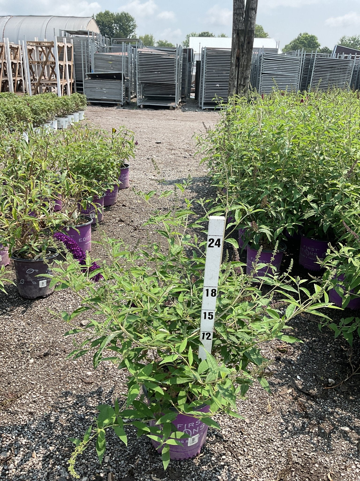 Groovy Grape™ Butterfly Bush