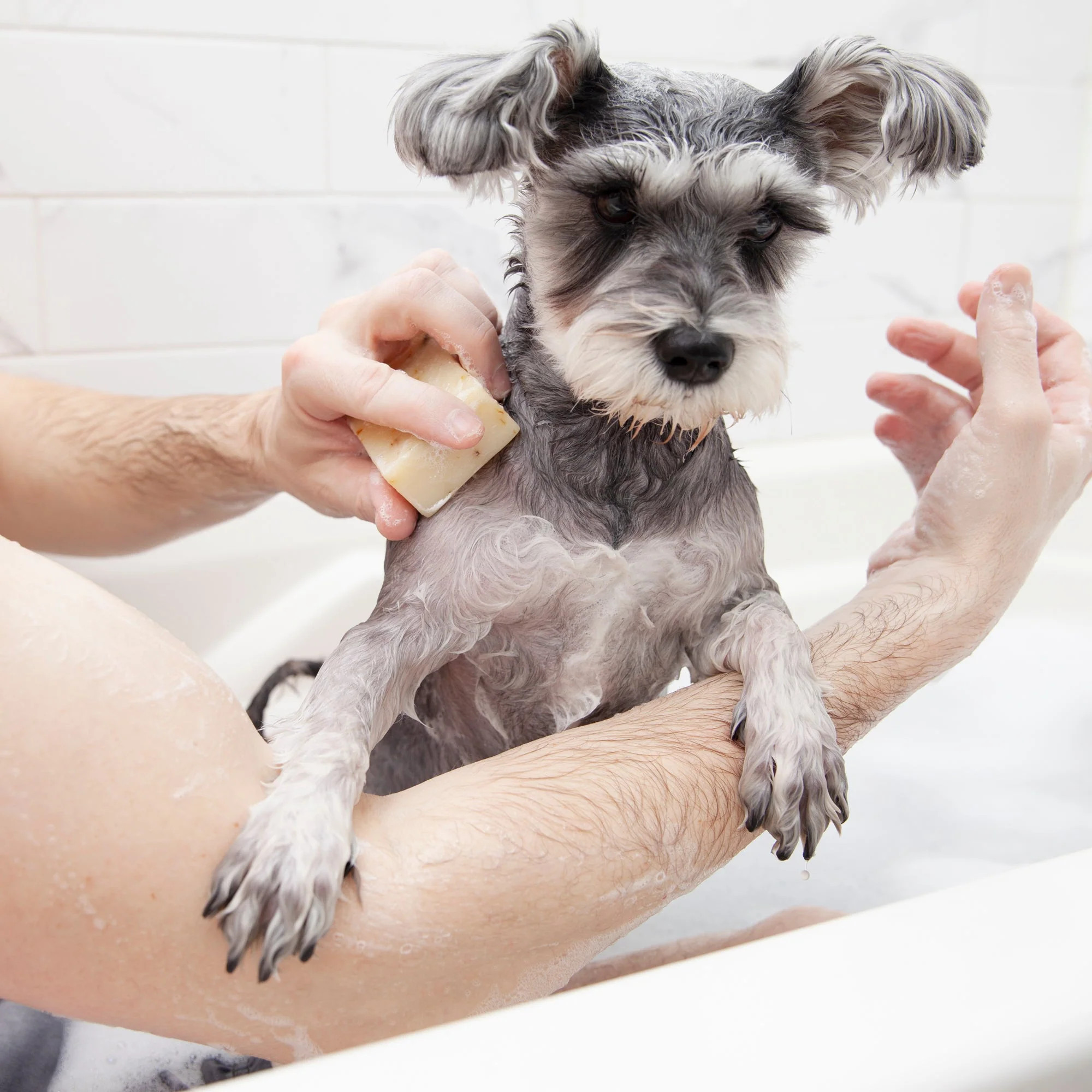 Animals Matter® Organic Companion Dog Soap Bar™