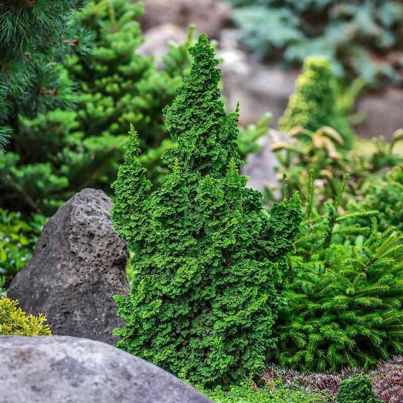 Primo® Dwarf Arborvitae