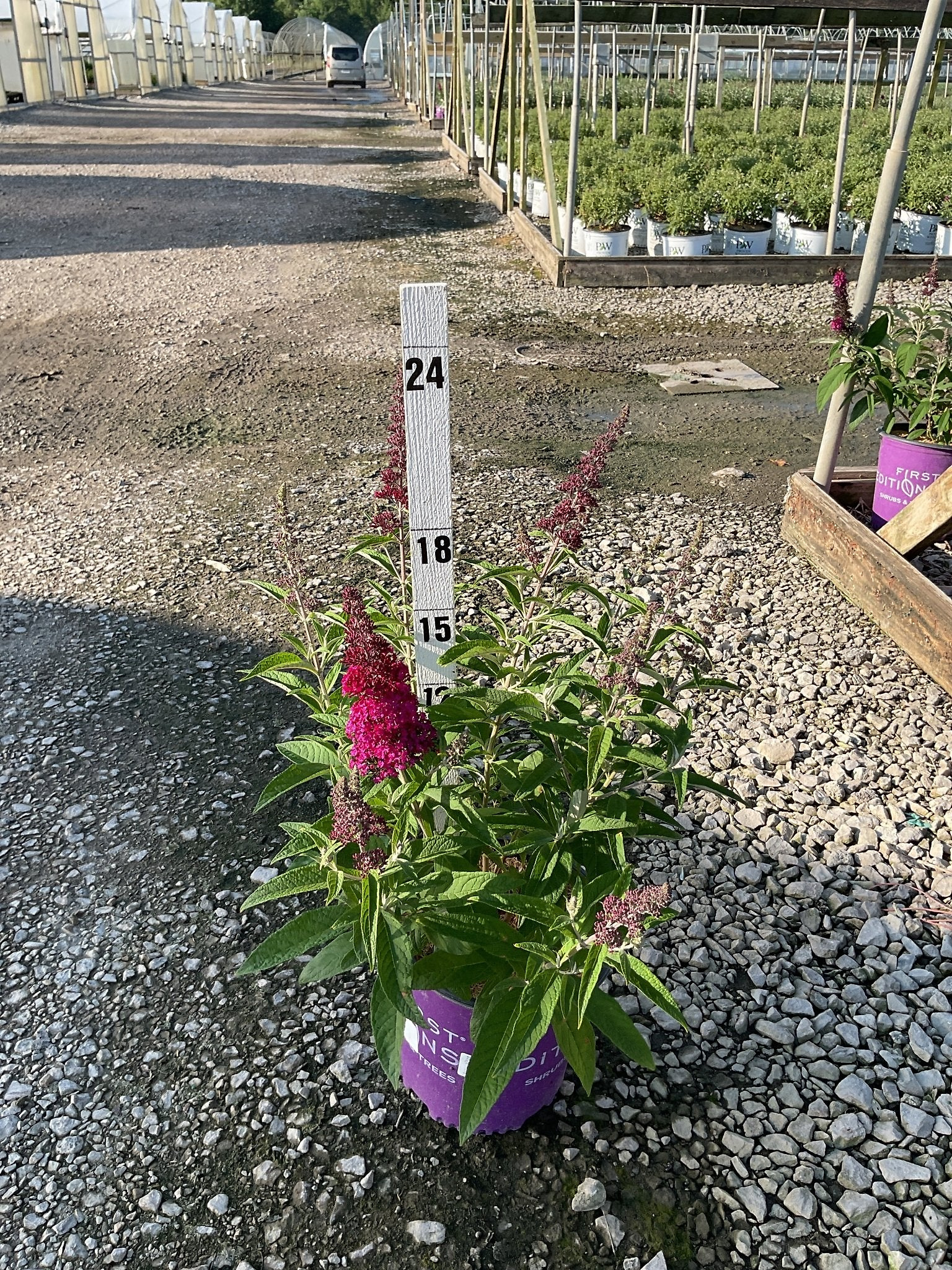Funky Fuchsia™ Butterfly Bush