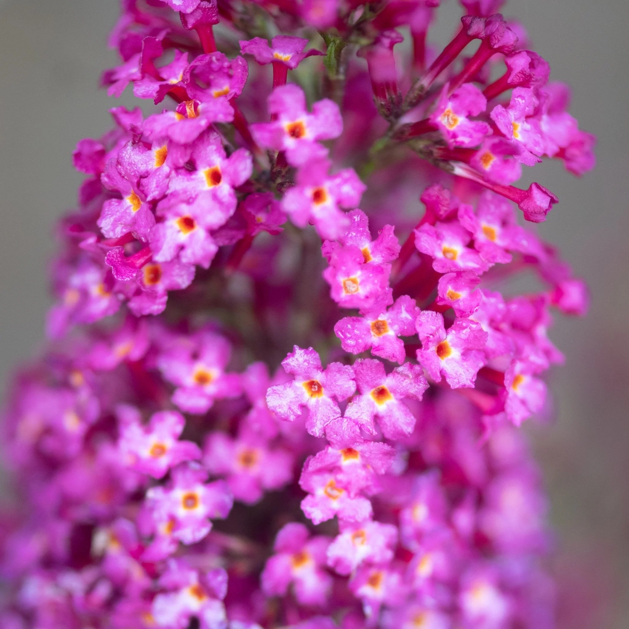 Funky Fuchsia™ Butterfly Bush