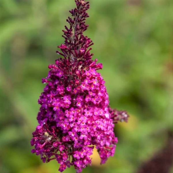 Funky Fuchsia™ Butterfly Bush