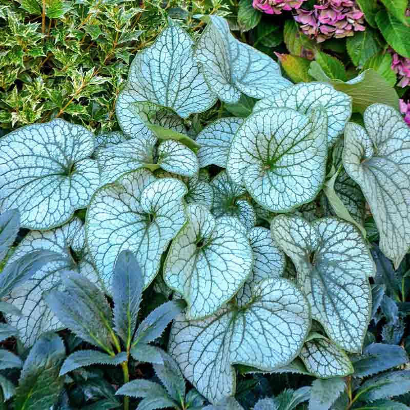 Alexander's Great Brunnera
