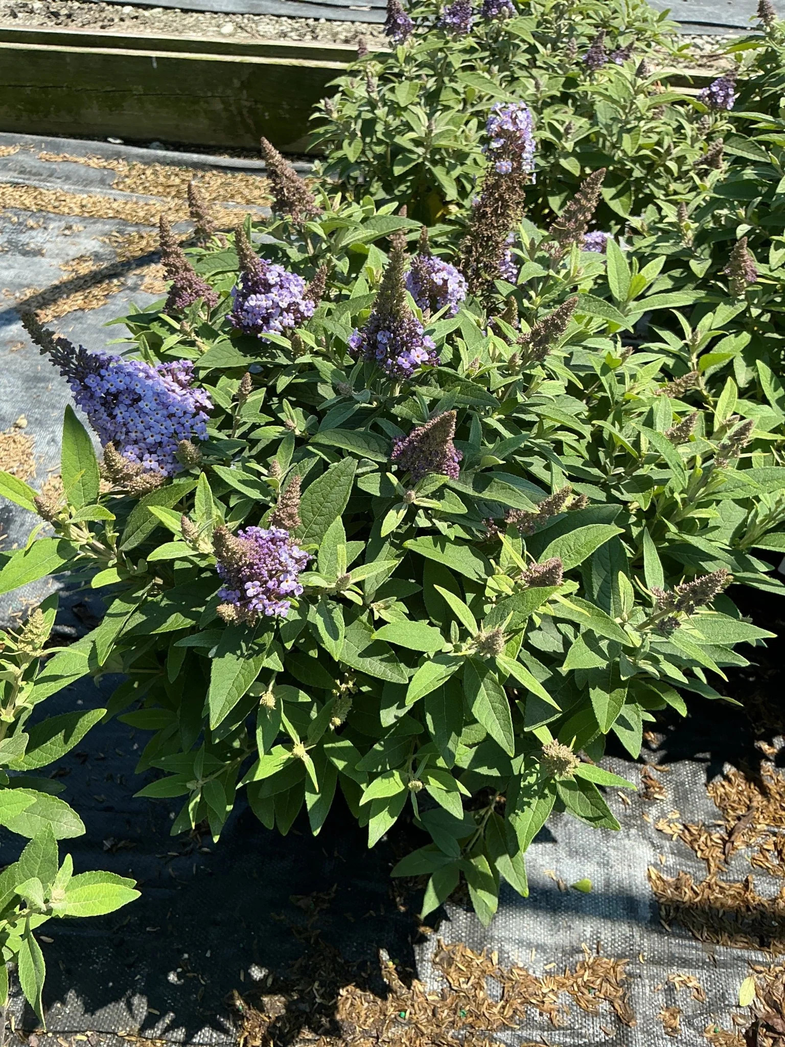 Butterfly Candy™ Lil’ Lavender™ Butterfly Bush